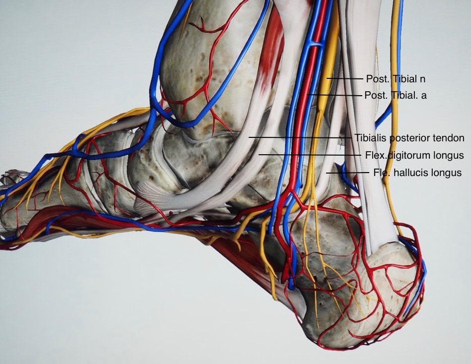 Ultrasound examination prior to tarsal tunnel surgery