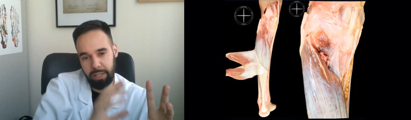 Clinical Anatomy of the Lower Limb
